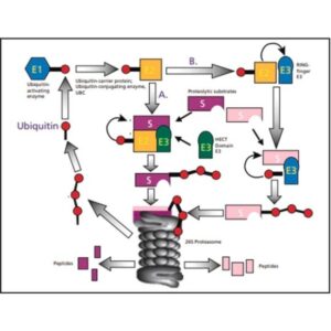 Ubiquitin human