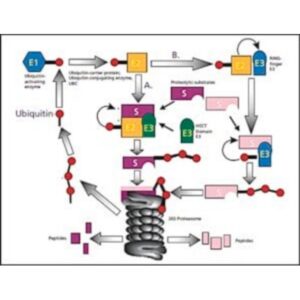 Ubiquitin from bovine erythrocytes