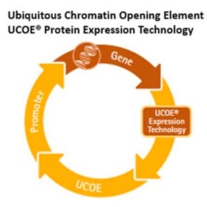 UCOE® Dual Expression Puromycin Vector Set