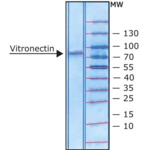 Vitronectin from rat plasma