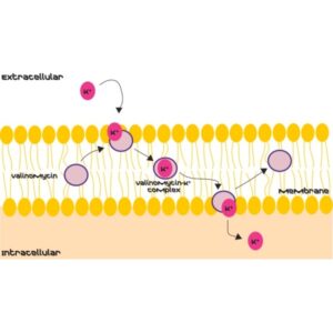 Valinomycin