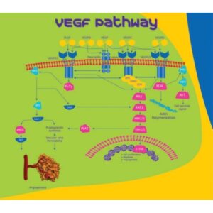 VEGF165