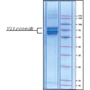 Vitronectin from human plasma