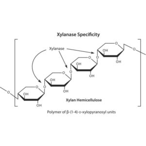 Xylanase from Trichoderma viride